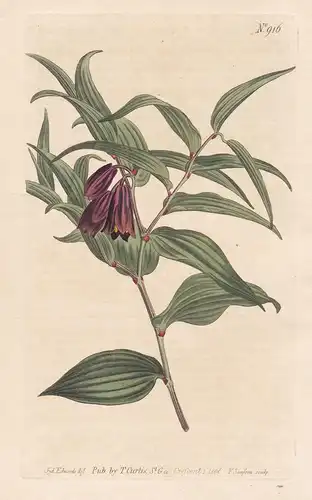 Uvularia Chinensis. Brown-flowered Uvularia. Tab. 916 - bellworts bellflowers / China / Pflanze plant / flower