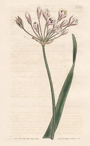 Allium Inodorum. Carolina Garlick. Tab. 1129 - Carolina America / Pflanze plant / flower flowers Blume Blumen