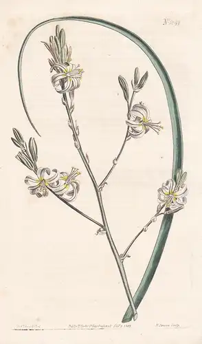 Anthericum Revolutum. Curled-flowered Anthericum. Tab. 1044 - South Africa Südafrika / Pflanze plant / flower
