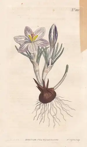 Crocus Versicolor. Party-coloured Crocus. Tab. 1110 - Silberlack-Krokus / Pflanze plant / flower flowers Blume