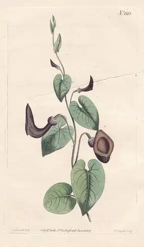 Aristolochia Glauca. Glaucous-leaved Birth-Wort. Tab. 1115 - Calico Flower / Pflanze plant / flower flowers Bl