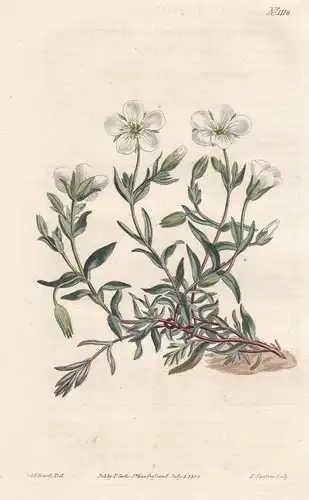 Arenaria Montana. Moutain Sand-wort. Tab. 1118 -  Mountain sandwort Berg-Sandkraut / Pflanze plant / flower fl