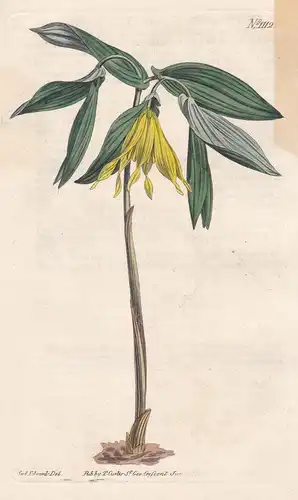 Uvularia Grandiflora. Large yellow Uvularia. Tab. 1112 - Large-flowered bellwort / Canada Carolina / Pflanze p