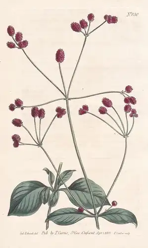 Achyranthes Porrigens. Crimson-headed Achyranthes. Tab. 830 - Spreublume Chaff flower / Pflanze plant / flower