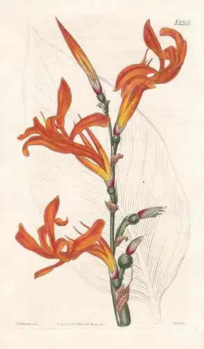 Canna Gigantea. Tall Canna. Tab. 2316 - Blumenrohr canna lily / Pflanze plant / flower flowers Blume Blumen /