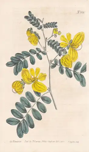 Cassia Biflora. Two-flowered Cassia. Tab. 810 - Kassie golden shower Goldregen / West Indies / Pflanze Pflanze