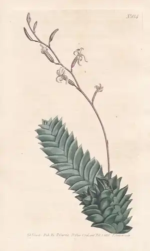 Aloe Margaritifera. Middle-size Pearl-leaved Aloe. Tab. 815 - South Africa Südafrika / Pflanze Pflanzen plant