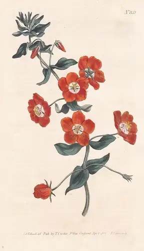 Anagallis Fruticosa. Shrubby Pimpernei. Tab. 831 - Gauchheil Nebelpflanze pimpernel / Africa Afrika / Pflanze