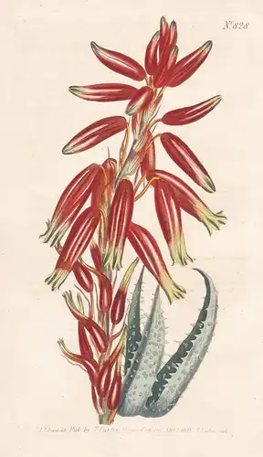 Aloe Humilis. Narrow-leaved stemless Aloe. Tab. 828 - spider aloe / Pflanze plant / flower flowers Blume Blume