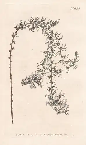 Aspalathus Araneosa. Hairy Aspalathus. Tab. 829 - South Africa Südafrika / Pflanze plant / flower flowers Blum