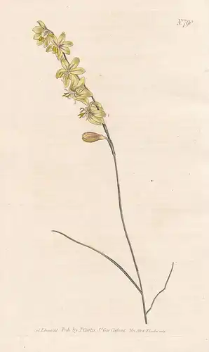 Hesperantha Radiata, var. Caricina. Carex-leaved Hesperantha. Tab. 790 - flag Schwertlilie Lilie lily / Pflanz