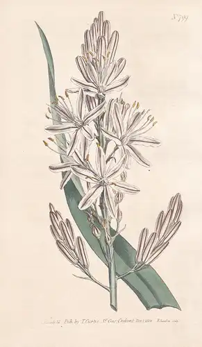 Asphodelus Ramosus. Branched Asphodel, or Kingspear. Tab. 799 - Affodill asphodel / Pflanze plant / flower flo