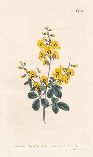 Goodia Lotifolia. Lotus-leaved Goodia. Tab. 958 - golden tip Kleebaum clover tree / Australia Australien / Pfl