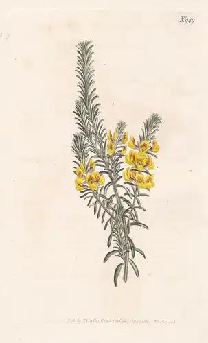 Aotus Villosa. Villous Aotus. Tab. 949 - Aotus ericoides golden pea / Australia Australien / Pflanze Pflanzen