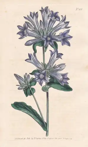 Campanula Capitata. Clustered bell-flower. Tab. 811 - bellflower Glockenblume / Greece Griechenland / Pflanze