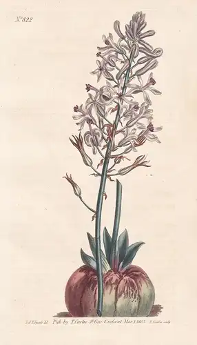 Drimia Elata. Tall Drimia. Tab. 822 - Satin squill / South Africa Südafrika / Pflanze plant / flower flowers B
