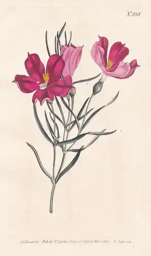 Chironia Angustifolia. Narrow-leaved Chironia. Tab. 818 - South Africa Südafrika / Pflanze Pflanzen plant plan