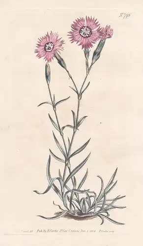 Dianthus Caucaseus. caucasean Pink. Tab. 795 - Nelke carnation pink / Caucasus Kaukasus / Pflanze plant / flow