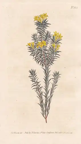 Gnidia Simplex. Flax-leaved Gnidia. Tab. 812 - South Africa Südafrika Madagaskar Madagascar / Pflanze Pflanzen