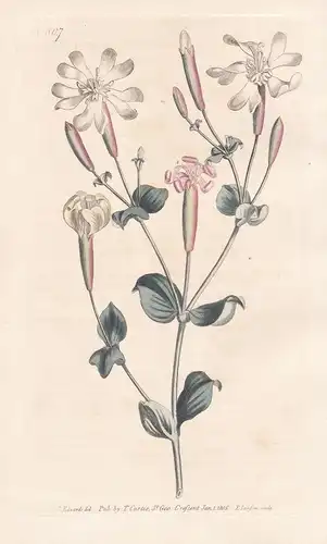 Silene Chloraefolia. Armenian Catchfly. Tab. 807 - Silene armeria Leinkraut Nelken-Leimkraut  / Armenia Armeni