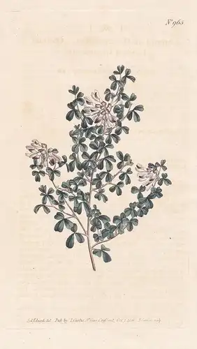 Loddigesia Oxalidifolia. Oxalis-leaved Goddigesia. Tab. 965 - South Africa Südafrika / Pflanze Pflanzen plant