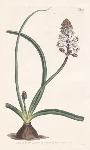 Scilla Romana. Roman Squil. Tab. 939 - Meerzwiebel squill Drimia maritima / Pflanze Pflanzen plant plants / fl