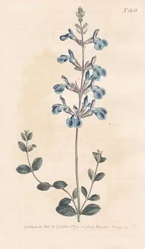 Salvia Chamaedrioides. Germander Sage. Tab. 808 - Salbei sage / Mexico Mexiko / Pflanze Pflanzen plant plants