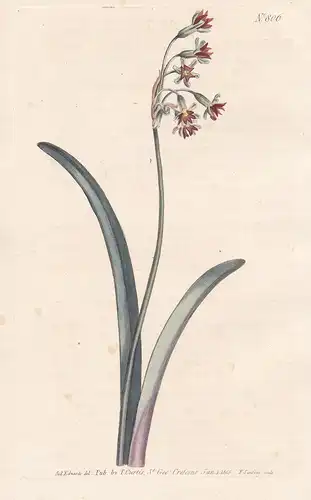 Tulbagia Alliacea. Narcissus-leaved Tulbagia. Tab. 806 - Tulbaghia wild garlic society garlic / South Africa S