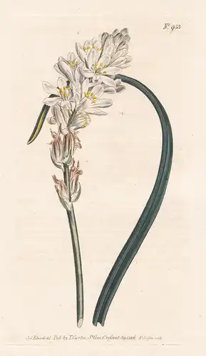 Ornithogalum Unifolium. Gibraltar star of bethlehem. Tab. 953 - Milchstern Stern von Bethlehem star-of-bethleh
