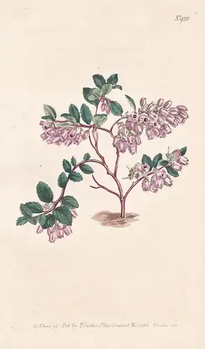 Vaccinium Buxifolium. Box-leaved Whortle-beery. Tab. 928 - Heidelbeere whortleberry Beere beery / North Americ