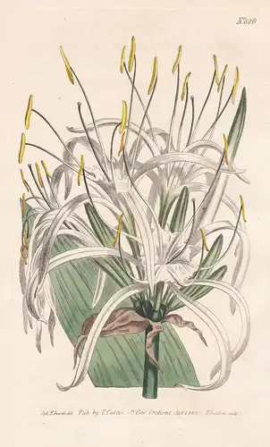 Pancratium caribaeum. West Indian Pancratium. Tab. 826 - Spinnenlilie Lilie lily Westindisches Schönhäutchen /