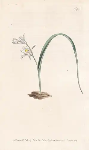 Ornithogalum Unifolium. One-leaved star-of-bethlehem. Tab. 935 - Milchstern Stern von Bethlehem star-of-bethle