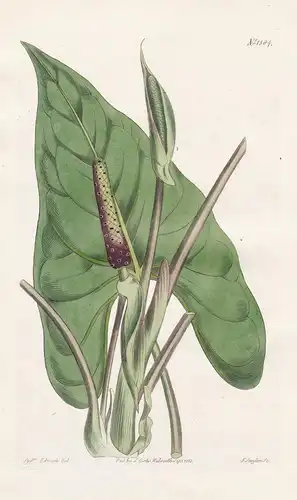 Pothos sagittata. Arrow-leaved pothos. Tab. 1584 - West Indies / Pflanze plant / flower flowers Blume Blumen /