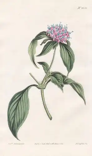 Spermacoce strigosa. Cross-wort button-weed. Tab. 1558 - Cuba Kuba / Pflanze plant / flower flowers Blume Blum