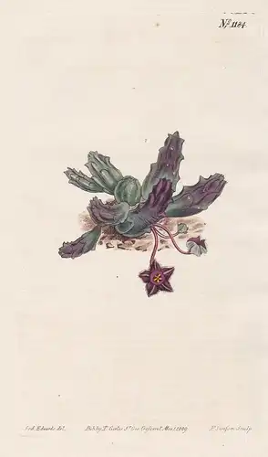 Stapelia elegans. Elegant stapelia. Tab. 1184 - South Africa / Pflanze plant / flower flowers Blume Blumen / b