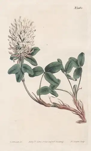 Trifolium canescens. Grey clover. Tab. 1168 - Armenia Caucasus / Pflanze plant / flower flowers Blume Blumen /