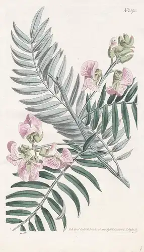 Virgilia capensis. Vetch-leaved virgilia. Tab. 1590 - South Africa / Pflanze plant / flower flowers Blume Blum