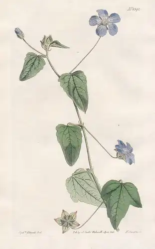 Sida hastata. Halbert-leaved Mexican sida. Tab. 1541 - Anoda cristata spurred anoda / Mexico / Pflanze plant /