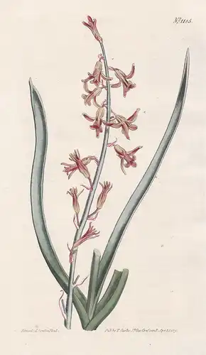 Scilla serotina. Pink late flowering squil. Tab. 1185 - Schweifblatt / Pflanze plant / flower flowers Blume Bl