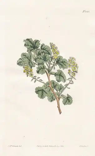 Ribes resinosum. Clammy currant. Tab. 1583 - Ribes orientale / North America / Pflanze plant / flower flowers