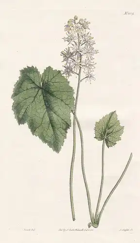 Tiarella cordifolia. Heart-leaved tiarella. Tab. 1589 - heart-leaved foamflower / North America / Pflanze plan