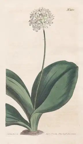 Smilacina Borealis. Oval-leaved smilacina. Tab. 1155 - Clintonia borealis / bluebead / Canada Kanada / Pflanze