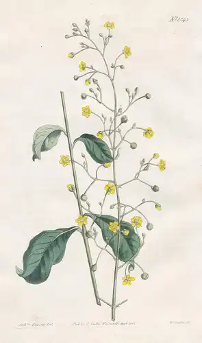 Talinum reflexum. Reflex-flowered talinum. Tab. 1543 - Talinum paniculatum fameflower Jewels-of-Opar / America