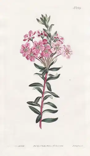 Diosma fragrans. Aromatic Diosma. Tab. 1519 - South Africa Südafrika / Pflanze plant / flower flowers Blume Bl