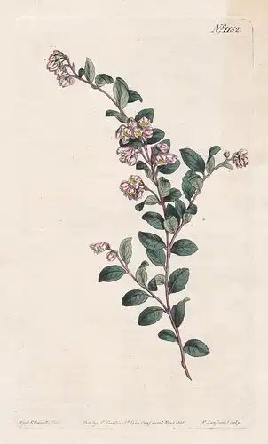 Vaccinium Crassifolium. Thick-leaved whortle-berry. Tab. 1152 - creeping blueberry / South Carolina / Pflanze