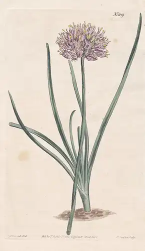 Allium Angulosum. Angular-scaped Garlick. Tab. 1149 - mouse garlic Kanten-Lauch / Pflanze plant / flower flowe