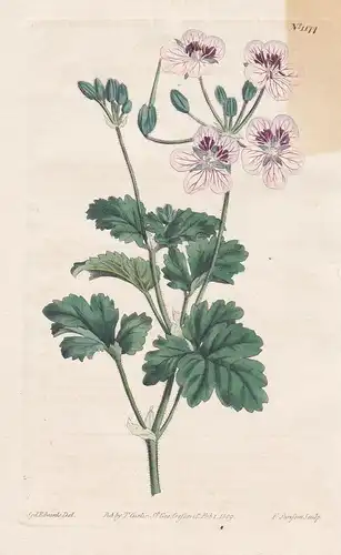 Erodium hymenodes. Ternate-leaved Heron's bill. Tab. 1174 - Pflanze plant / flower flowers Blume Blumen / bota