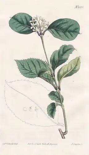 Olea fragrans. Sweet-scented Olive. Tab. 1552 - Süße Duftblüte sweet osmanthus / Pflanze plant / flower flower