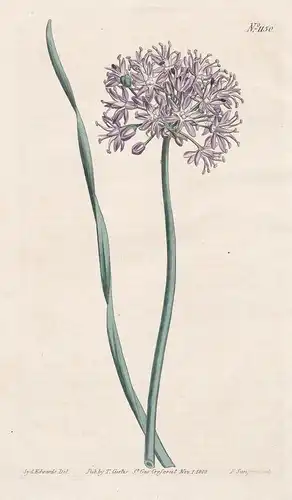 Allium Senescens. Narcissus-leaved Garlick. Tab. 1150 - aging chive German garlic Berglauch / Pflanze plant /