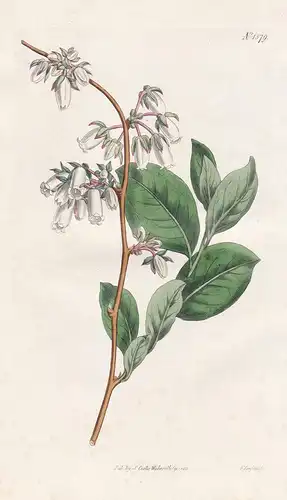 Andromeda mariana ovalis. Oval-leaved Maryland andromeda. Tab. 1579 - stagger bush / North America / Pflanze p